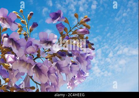 Blumen von Paulownia tomentosa Baum gegen blauen Himmel am sonnigen Frühlingstag Stockfoto