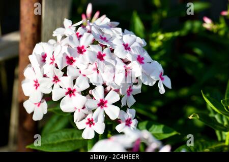 Phlox paniculata 'Weiße Auge Flame' Stockfoto