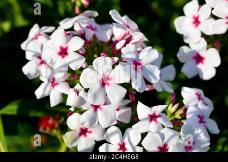 Phlox paniculata 'Weiße Auge Flame' Stockfoto