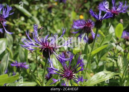 Cluster von lila blauen Berg Cornflowers, Centaurea montana oder Montane Knapweed, Bachelors Knopf, blüht auf einem natürlichen grünen Blatt Hintergrund Stockfoto