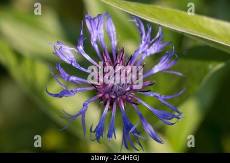 Einzelne lila blaue Mountain Cornflower, Centaurea montana oder Montane Knapweed, Bachelors Taste, blüht auf einem natürlichen grünen Blatt Hintergrund Nahaufnahme Stockfoto