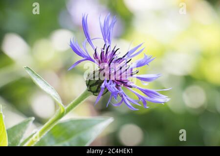 Einzelne lila blaue Mountain Cornflower, Centaurea montana oder Montane Knapweed, Bachelors Taste, blüht auf einem natürlichen grünen Blatt Hintergrund Nahaufnahme, Stockfoto