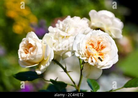 Rosa Creme Ohne Zeitlosigkeit Stockfoto