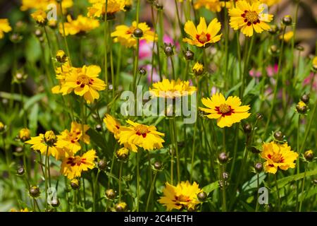 Coreopsis lanceolata ‘Sterntaler’ Stockfoto