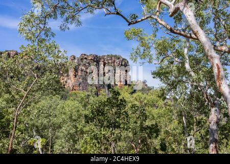 Burrungkuy, Australien - 12. März 2020: Die Klippen von Burrungkuy, die durch den australischen Regenwald gesehen werden Stockfoto