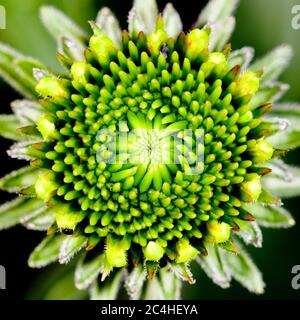 Echinacea blüht in den frühen Stadien des Wachstums Stockfoto