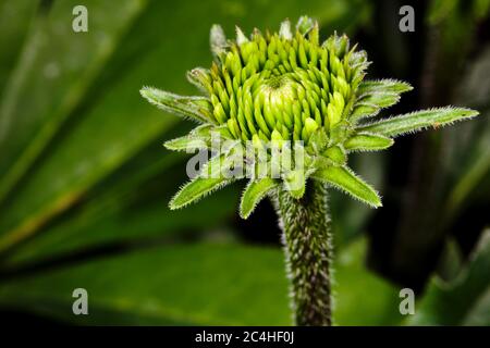 Echinacea blüht in den frühen Stadien des Wachstums Stockfoto