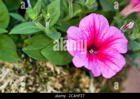 Schöne rosa hängenden Petunia Stockfoto