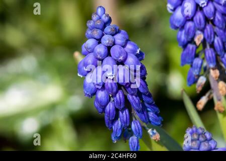 Muscari armeniacum eine frühlingsblaue mehrjährige Zwiebelblume Pflanze allgemein als Traubenhyazinthe oder armenische Traube bekannt Stockfoto