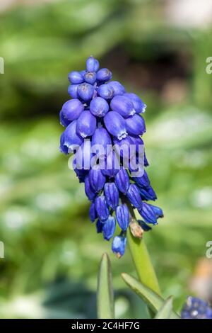 Muscari armeniacum eine frühlingsblaue mehrjährige Zwiebelblume Pflanze allgemein als Traubenhyazinthe oder armenische Traube bekannt Stockfoto