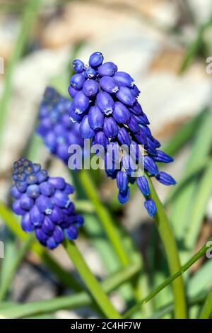 Muscari armeniacum eine frühlingsblaue mehrjährige Zwiebelblume Pflanze allgemein als Traubenhyazinthe oder armenische Traube bekannt Stockfoto