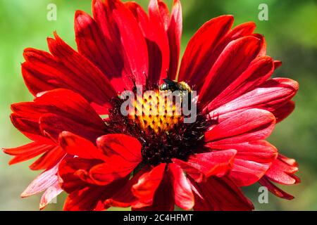 Biene auf Blume Blanketflower Roter Gaillardia × grandiflora 'Burgunder' Stockfoto