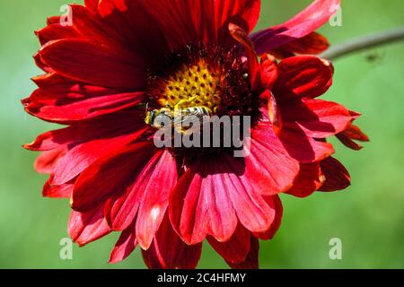 Biene auf Blume Blanketflower Gaillardia × grandiflora 'Burgunder' Stockfoto