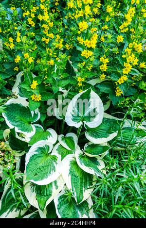 Garten Blume Bett Grenze Gelb Lysimachia Hosta im Garten, Hosta Patriot Stockfoto