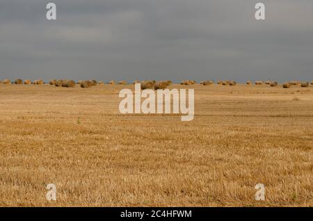 Strohballen auf den Feldern Nordbulgariens Stockfoto