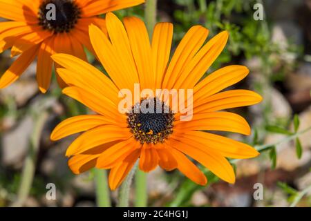 Arktotis acaulis Südafrika Blume Pflanze allgemein bekannt als getuftete Arktotis oder Ringelblume Stockfoto