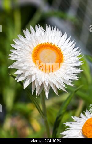 Helichysum weiß ist eine gemeinsame mehrjährige Blume manchmal als Strohblume, Papier Gänseblümchen oder ewige Blume Stockfoto
