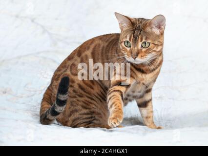 А schöne goldfarbene bengalkatze auf weißem Hintergrund Stockfoto