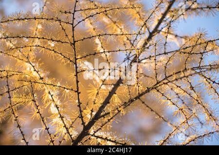 Herbst gelbe Nadeln Lärche bedeckt ersten Schnee, unten, selektive weichen Fokus. Nadelbaum mit leuchtend gelben Nadeln. Lärche verzweigt in Tannen Stockfoto