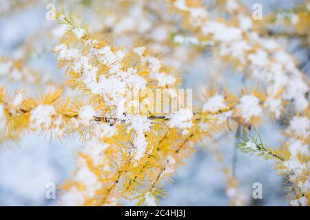 Herbst gelbe Nadeln der Lärche bedeckt ersten Schnee, selektive weichen Fokus, Nahaufnahme. Nadelbaum mit leuchtend gelben Nadeln. Lärchenzweig im ersten wi Stockfoto