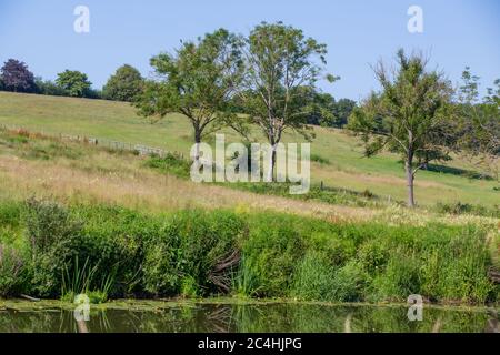 Teston Bridge Country Park. Drei Bäume auf einer Wiese an einem Sommertag in Kent. GROSSBRITANNIEN Stockfoto