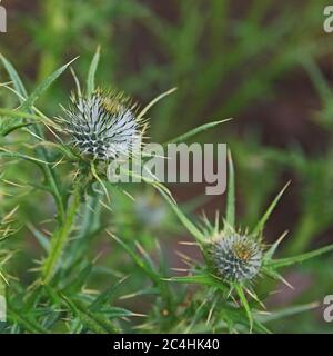 Thistle Bud Stockfoto