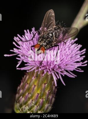 Eine Flesh Fly ruht auf einer lila Blume in der Wildnis und richtet ihren Blick nach oben Stockfoto