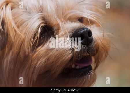 Das fröhliche Gesicht der Yorkshire Terrier Nahaufnahme Stockfoto