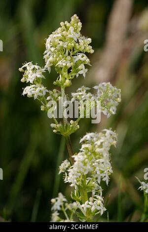 Hecke oder weißes Bettstroh - Galium Album Small Grassland Flower Stockfoto