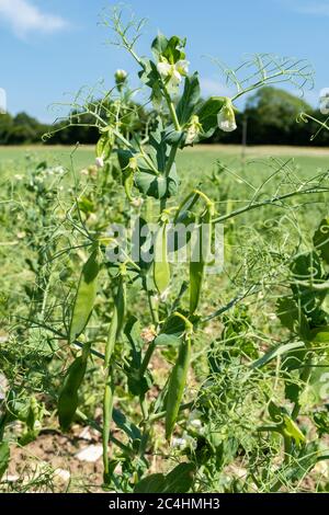 Erbsen in einem Hampshire Feld, Großbritannien. PEA-Pflanze (Pisum sativum) mit Hülsen. Stockfoto