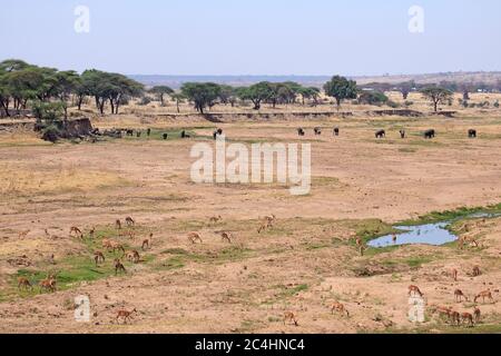 Elefanten und Impala grasen in einem ausgetrockneten Flussbett Stockfoto