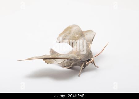 Ein männlicher Pappelhawkmoth, Laothoe populi, vor der Veröffentlichung in einem Studio auf weißem Hintergrund fotografiert. North Dorset England GB Stockfoto