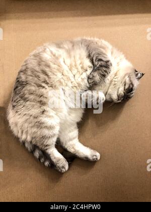Weiße Katze Rasse schottisch Stockfoto