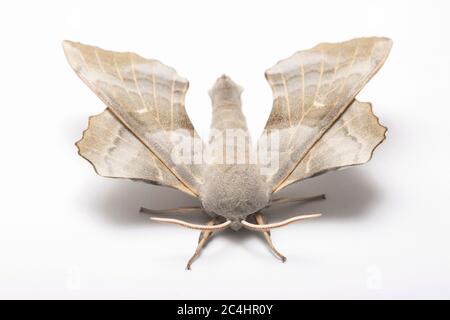 Ein männlicher Pappelhawkmoth, Laothoe populi, vor der Veröffentlichung in einem Studio auf weißem Hintergrund fotografiert. North Dorset England GB Stockfoto