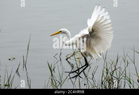 Indian Teich Reiher (Ardeola greyii) mit einem Fisch in seinem Schnabel, Bharatpur Bird Sanctuary Stockfoto