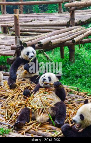 Eine Gruppe von riesigen Panda essen Bambus. Stockfoto