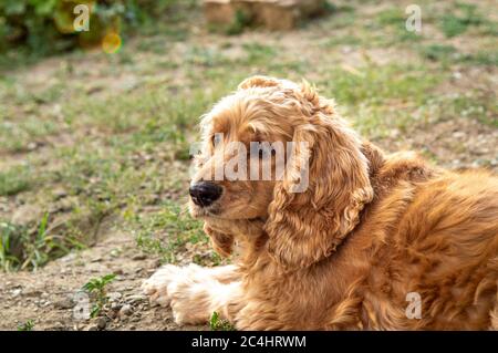 Porträt eines amerikanischen Cocker Spaniel Hundes, der an einem sonnigen Tag im Garten ruht. Stockfoto