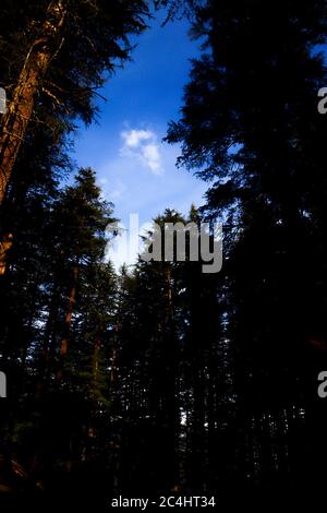 Eine Öffnung zwischen der Spitze der Pinien, von wo aus Sie den Himmel sehen können. Konzentrieren Sie sich auf Unendlichkeit. Stockfoto