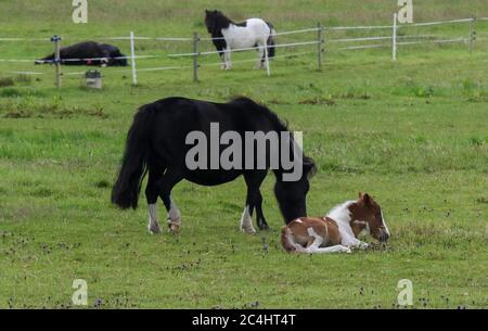 Moira, County Down, Nordirland. 27. Juni 2020. Britisches Wetter - warm, aber grau und bewölkt mit einem erfrischenden Wind bringt Duschen und längere Regenperioden über Nordirland während des Tages. Shetland Ponys grasen mit Shetland Pony Fohlen liegen auf dem Feld an einem grauen Juni bewölkten Tag. Kredit: CAZIMB/Alamy Live Nachrichten. Stockfoto