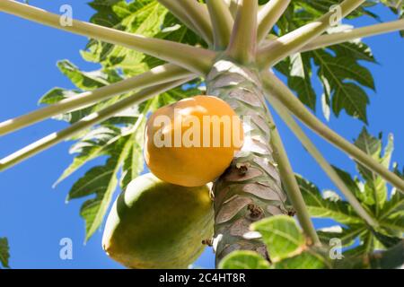 Papaya Baum (Carica Papaya) mit zwei Obst wächst und Blätter, Äste und blauen Himmel im Hintergrund Stockfoto