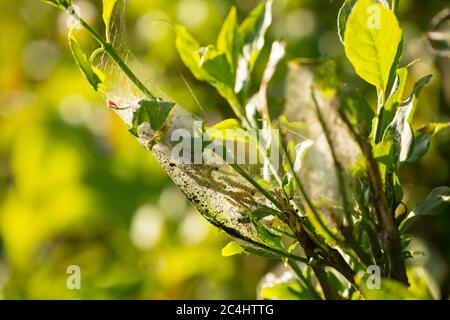 Raupen oder Larven der Spindel Ermine Motte, Yponomeuta cagnagella, in ihrem seidenen Gewebe. North Dorset England GB Stockfoto