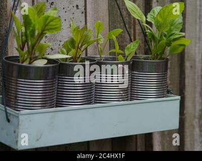 Verbreitung in Blechdosen aus Gartenstahl Stockfoto