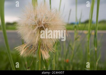 Nahaufnahme von Löwenzahn im hohen Gras Stockfoto