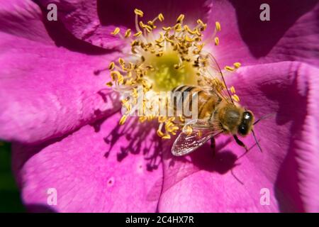Closeup Biene auf lila Rosenblüte Stockfoto