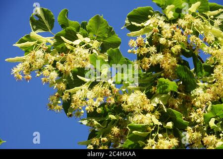 Littleleaf Tilia cordata Baum kleine Lindenblüte auf Lindenbaum Stockfoto