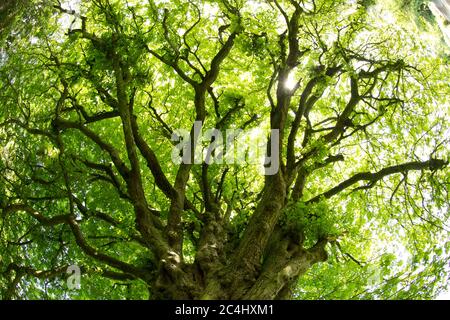 Ein großer Pferdekastanus oder Conker Baum, Aesculus hippocastanum, wächst an der Seite einer Landstraße in Nord-Dorset England GB. Stockfoto