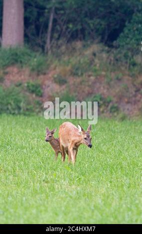 Reh, Capreolus capreolus, mit Kalb, nahe Waldrand, vertikal Stockfoto
