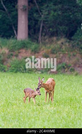 Reh, Capreolus capreolus, mit Kalb, nahe Waldrand, vertikal Stockfoto