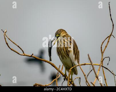 Indian Teich Reiher (Ardeola greyii) mit einem Fisch in seinem Schnabel, Bharatpur Bird Sanctuary Stockfoto