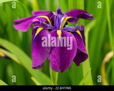 Nahaufnahme einer schönen lila und gelben japanischen Wasserlilie, Iris ensata, blühend in einem Garten Stockfoto